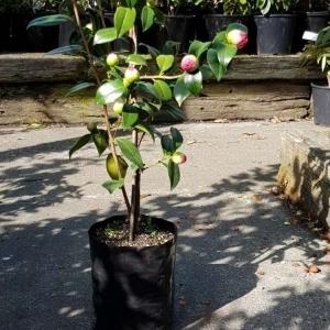 Planter Bags (PBS)/Sprayguards 90X90X150-80 BLACK PB1,1/2 - Flexoplas